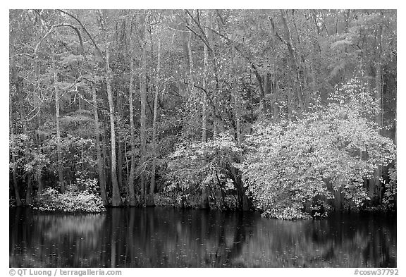 Cypress trees and autumn colors, Weston Lake. Congaree National Park (black and white)