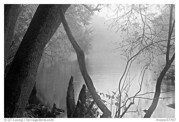 Weston Lake and fog. Congaree National Park (black and white)