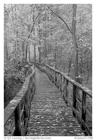 High boardwalk with fallen leaves. Congaree National Park (black and white)
