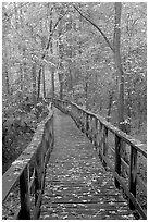 High boardwalk with fallen leaves. Congaree National Park ( black and white)