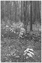 Fall colors on undergrowth in pine forest. Congaree National Park ( black and white)