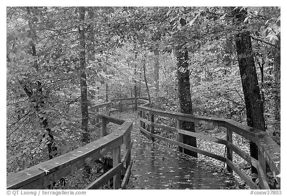 Boardwalk, forest in autumn colors. Congaree National Park (black and white)
