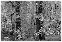 Trees with fall colors and spanish moss. Congaree National Park, South Carolina, USA. (black and white)