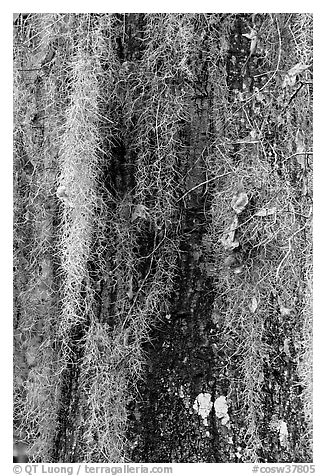 Close-up of spanish moss on trunk. Congaree National Park (black and white)