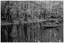 Man paddling a red canoe on Cedar Creek. Congaree National Park ( black and white)