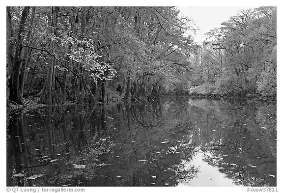 Cedar Creek. Congaree National Park, South Carolina, USA.
