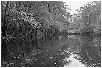 Cedar Creek. Congaree National Park, South Carolina, USA. (black and white)