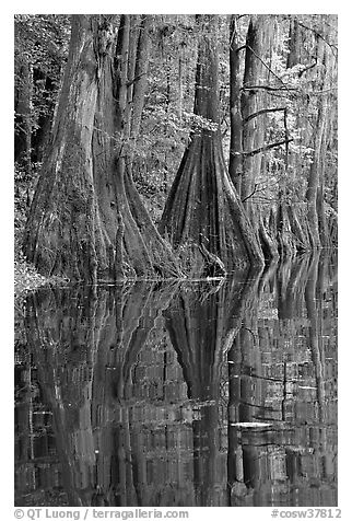 Cypress buttresses reflected in Cedar Creek. Congaree National Park (black and white)