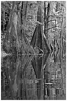 Cypress buttresses reflected in Cedar Creek. Congaree National Park ( black and white)