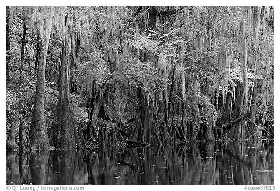 Spanish moss hanging from cypress at the edge of Cedar Creek. Congaree National Park, South Carolina, USA.