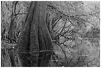 Large buttressed base of bald cypress and fall colors reflections in Cedar Creek. Congaree National Park ( black and white)