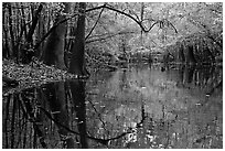 Arched branches and reflections in Cedar Creek. Congaree National Park, South Carolina, USA. (black and white)
