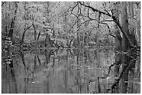 Cedar Creek with trees in autumn colors reflected. Congaree National Park ( black and white)