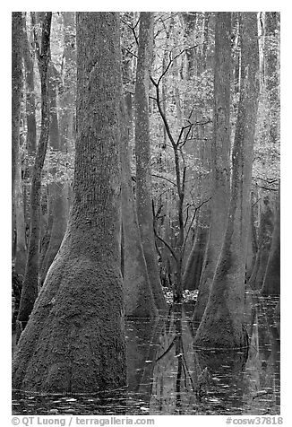 Young tree growing in swamp amongst old growth cypress and tupelo. Congaree National Park (black and white)