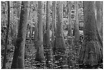 Swamp with bald cypress and tupelo trees. Congaree National Park ( black and white)