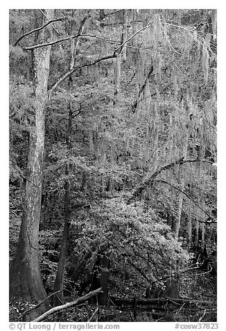 Spanish moss and cypress needs in fall colors. Congaree National Park (black and white)