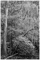 Spanish moss and cypress needs in fall colors. Congaree National Park ( black and white)