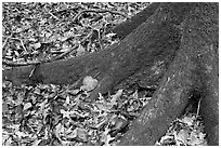 Roots of tupelo and fallen leaves. Congaree National Park, South Carolina, USA. (black and white)