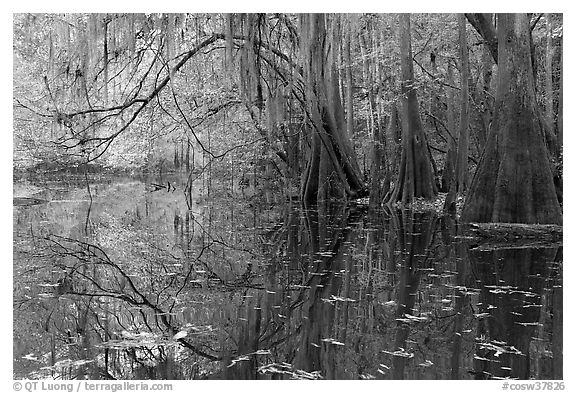Arched branches with spanish moss above Cedar Creek. Congaree National Park (black and white)