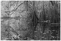 Arched branches with spanish moss above Cedar Creek. Congaree National Park ( black and white)