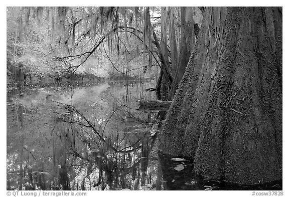 Buttressed cypress base and spanish moss reflected in Cedar Creek. Congaree National Park (black and white)