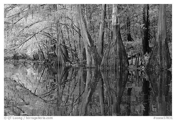 Cypress trees with branch in fall color reflected in dark waters of Cedar Creek. Congaree National Park (black and white)