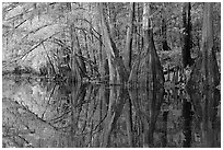 Cypress trees with branch in fall color reflected in dark waters of Cedar Creek. Congaree National Park ( black and white)