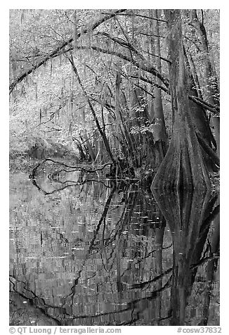 Arched branches and cypress reflected in Cedar Creek. Congaree National Park (black and white)