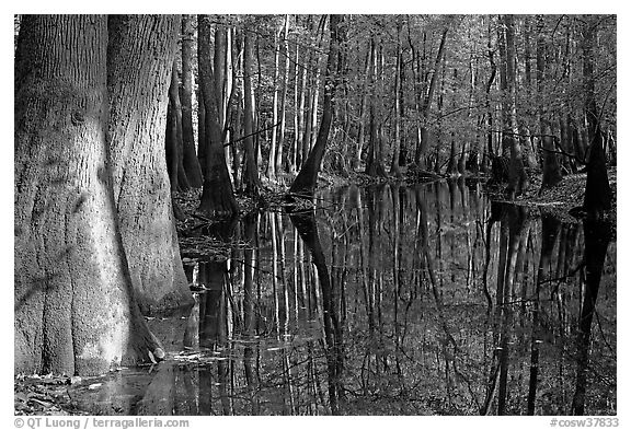 Sunny forest reflections in Cedar Creek. Congaree National Park, South Carolina, USA.