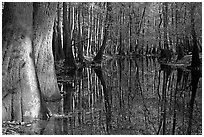 Sunny forest reflections in Cedar Creek. Congaree National Park ( black and white)