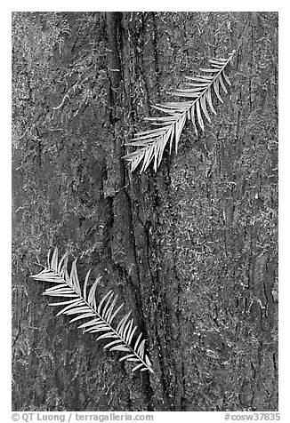 Close-up of fallen cypress needles on trunk. Congaree National Park (black and white)