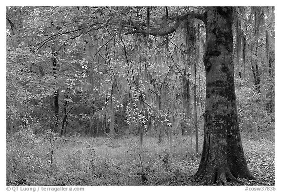 Tree with leaves in autum colors. Congaree National Park (black and white)