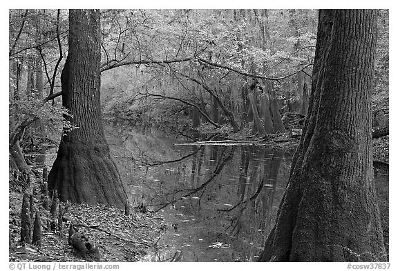 Trees and cypress knees on the shore of Cedar Creek. Congaree National Park, South Carolina, USA.