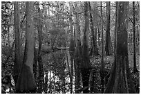 Creek in fall, early morning. Congaree National Park ( black and white)