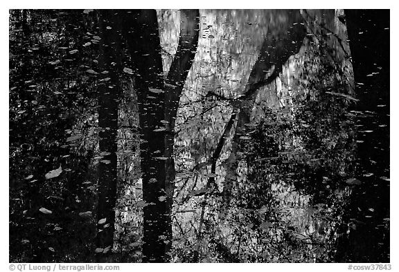 Reflections and falling leaves in creek. Congaree National Park (black and white)