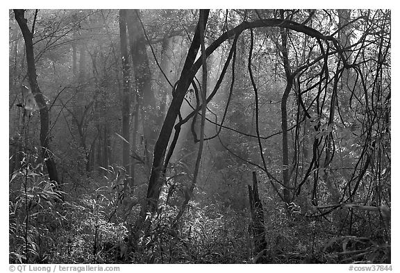 Sunrays and vines. Congaree National Park (black and white)