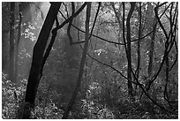 Vines and sunlit mist. Congaree National Park, South Carolina, USA. (black and white)