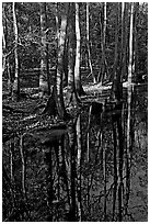 Trees trunks and reflections. Congaree National Park ( black and white)