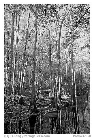 Tall trees and creek. Congaree National Park (black and white)