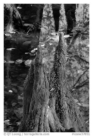 Cypress knees and creek. Congaree National Park (black and white)