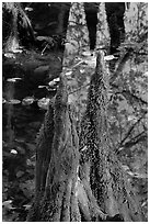 Cypress knees and creek. Congaree National Park ( black and white)