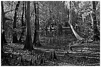 Cypress, knees, and Wise Lake. Congaree National Park ( black and white)
