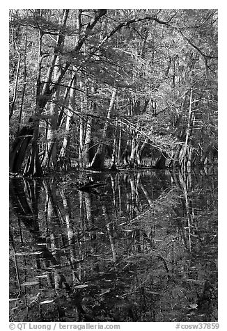 Trees and reflections, Wise Lake. Congaree National Park, South Carolina, USA.