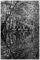 Trees and reflections, Wise Lake. Congaree National Park ( black and white)