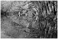 Reflections, Wise Lake. Congaree National Park ( black and white)