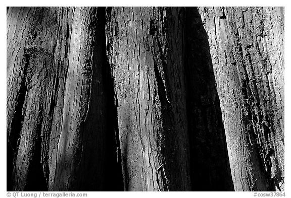Close-up of buttressed base of bald cypress. Congaree National Park (black and white)