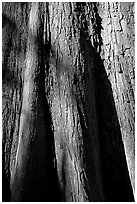 Close-up of base of bald cypress tree. Congaree National Park, South Carolina, USA. (black and white)