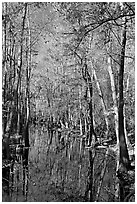Tall trees around creek. Congaree National Park ( black and white)