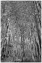 Boardwalk with woman dwarfed by tall trees. Congaree National Park ( black and white)