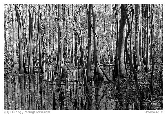Floodplain trees growing out of swamp on a sunny day. Congaree National Park (black and white)